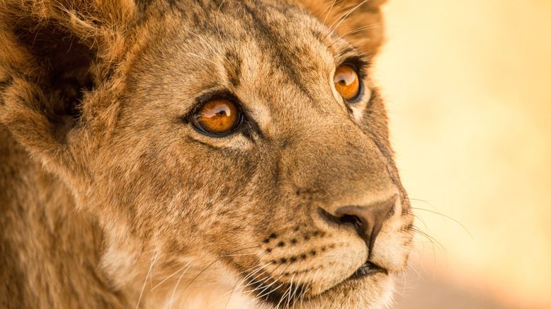 Die Wüstenlöwen der Namib - Aufbruch und Wiederkehr