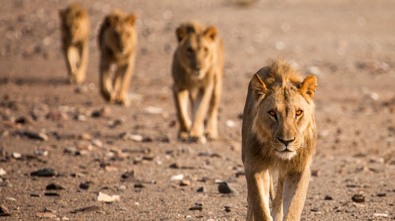 Die Wüstenlöwen der Namib - Aufbruch und Wiederkehr