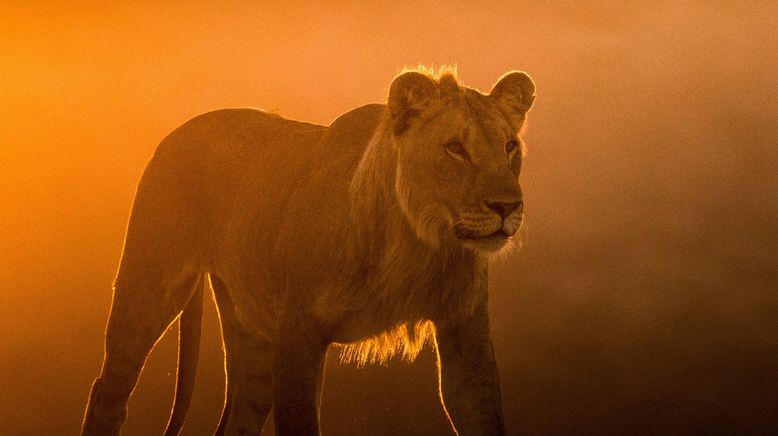 Die Wüstenlöwen der Namib - Auf den Spuren der Könige