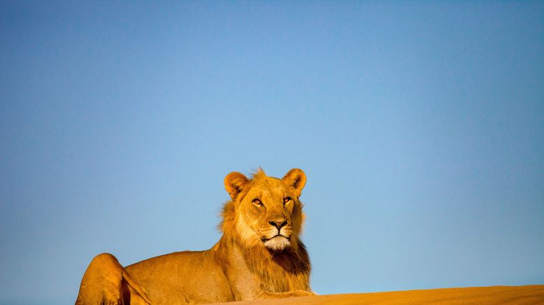 Die Wüstenlöwen der Namib - Aufbruch und Wiederkehr