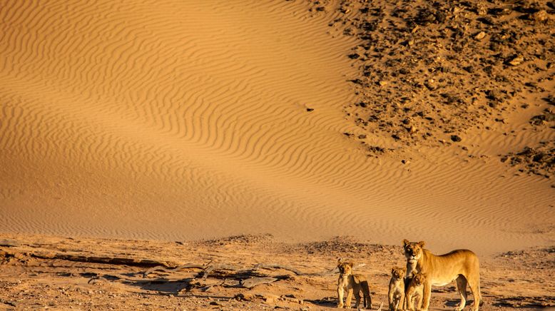 Die Wüstenlöwen der Namib - Aufbruch und Wiederkehr