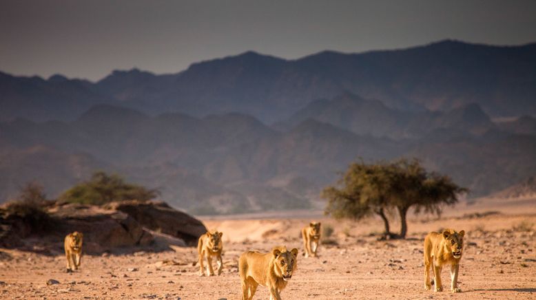 Die Wüstenlöwen der Namib - Aufbruch und Wiederkehr