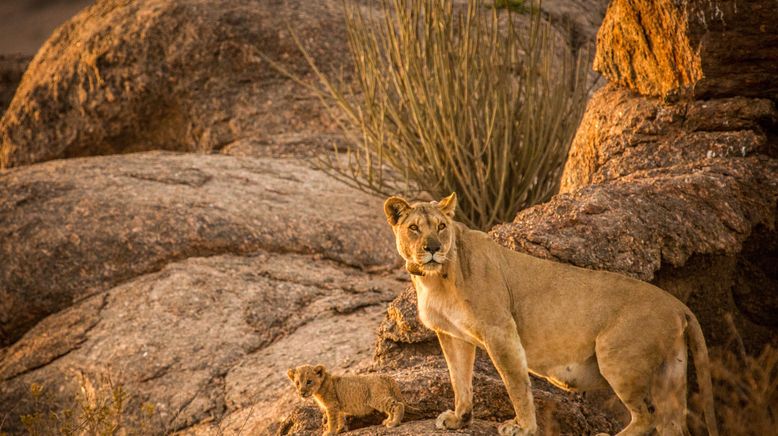 Die Wüstenlöwen der Namib - Aufbruch und Wiederkehr