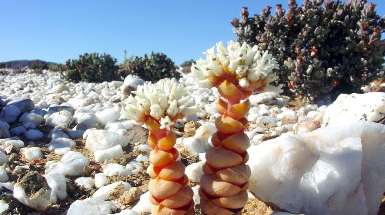 Namaqualand - Der Blumengarten Afrikas