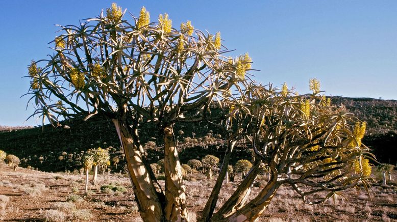 Namaqualand - Der Blumengarten Afrikas