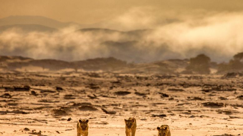 Die Wüstenlöwen der Namib - Aufbruch und Wiederkehr