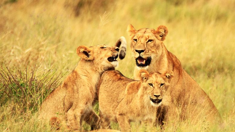 Kampf in der Kalahari: Löwen gegen Elefanten