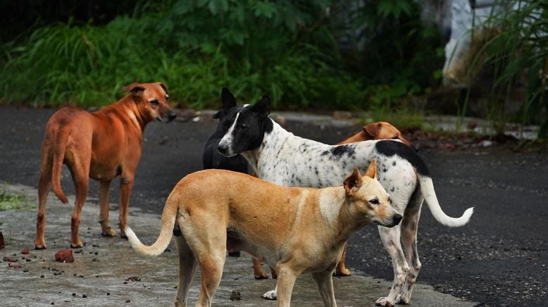 Re: Türkei: Straßenhunde im Visier