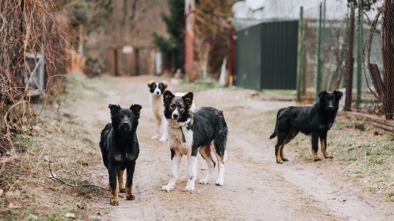 Re: Türkei: Straßenhunde im Visier