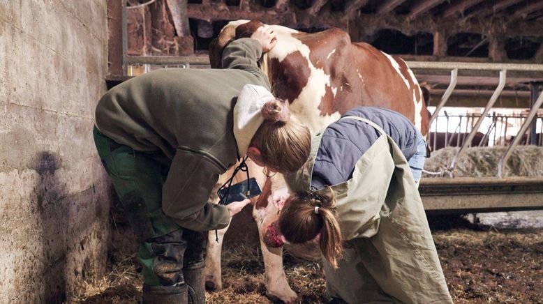 Landwirtinnen am Anschlag - Bauernberuf in Zeiten des Hofsterbens