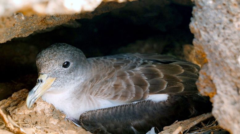 Die Vogelretter von Linosa