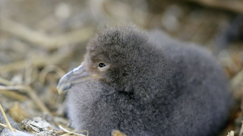 Die Vogelretter von Linosa