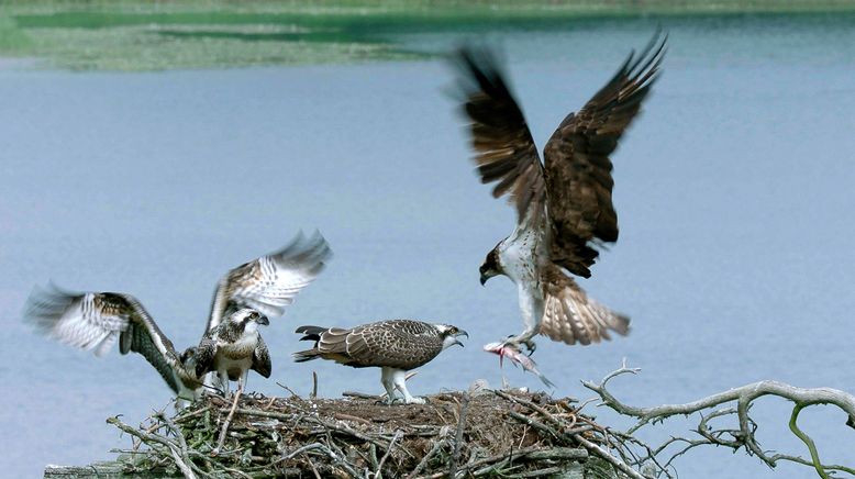 Mecklenburgs geheime Wasserwildnis - Die Feldberger Seen