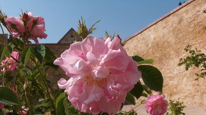 Minze, Mangold, alte Mauern - Gartenlust in Niederösterreich