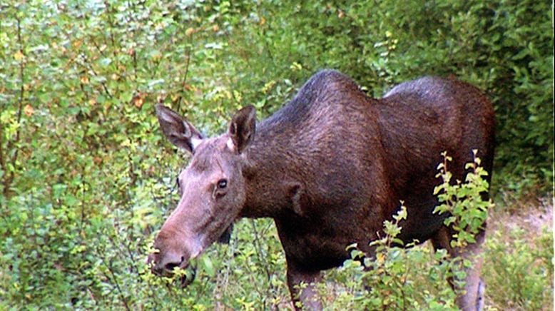 Böhmerwald - Wildnis im Herzen Europas