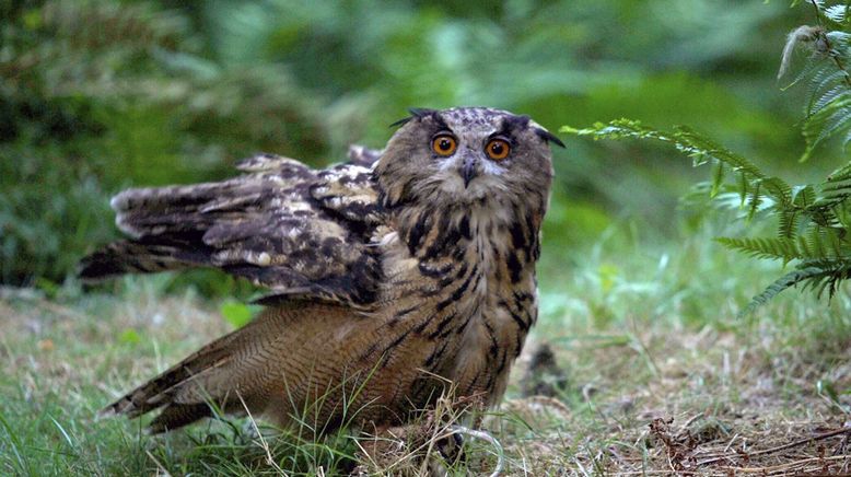 Wilde Nächte - Wenn die Tiere erwachen