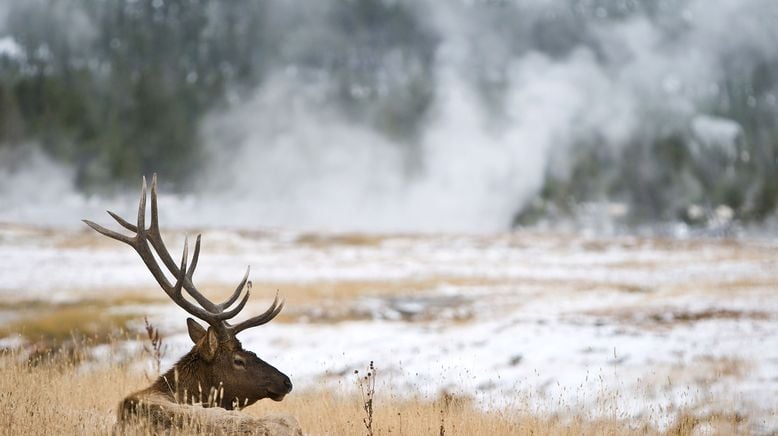 Yellowstone Nationalpark