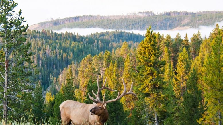 Yellowstone Nationalpark