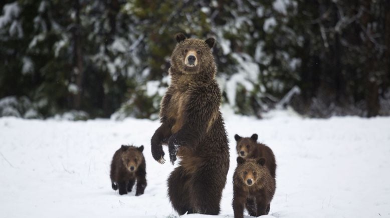 Yellowstone Nationalpark