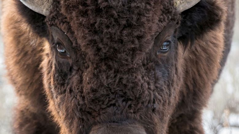 Yellowstone Nationalpark