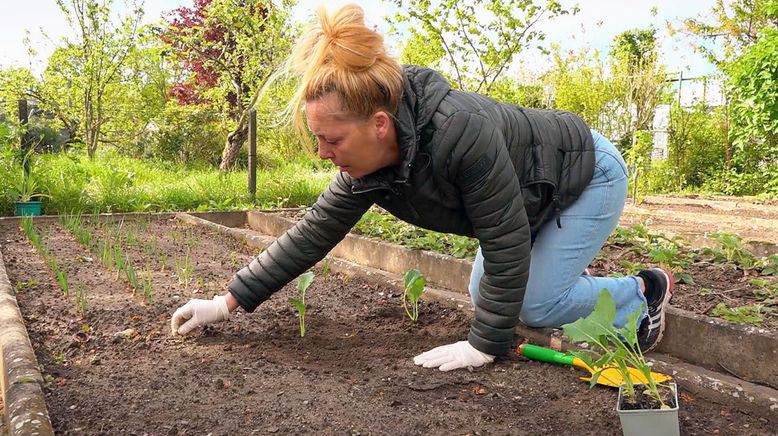 Von Hecke zu Hecke - Bunte Beetgeschichten