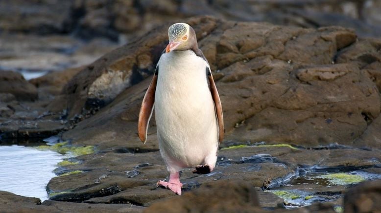 Neuseeland: Die Tiere vom Ende der Welt