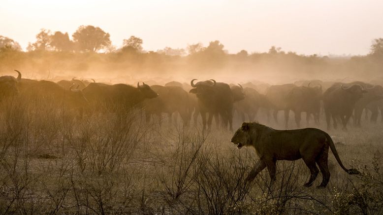 Naturwunder Okawango