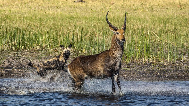 Naturwunder Okawango