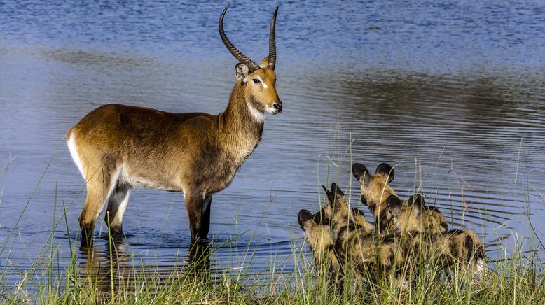 Naturwunder Okawango