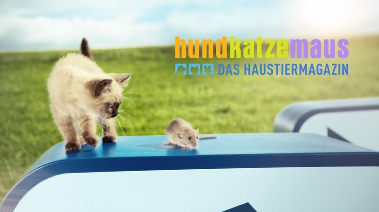 hundkatzemaus - Das Haustiermagazin