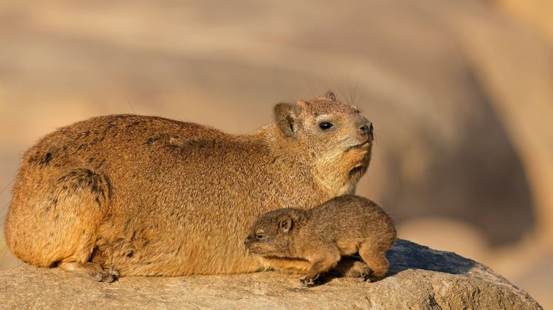 Zoo und so - Tierisch wild!