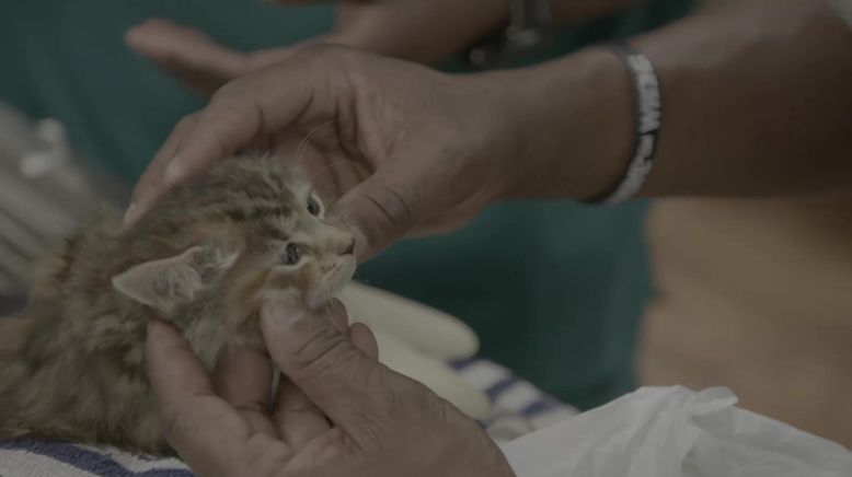 Critter Fixer: Zwei Tierärzte für alle Felle