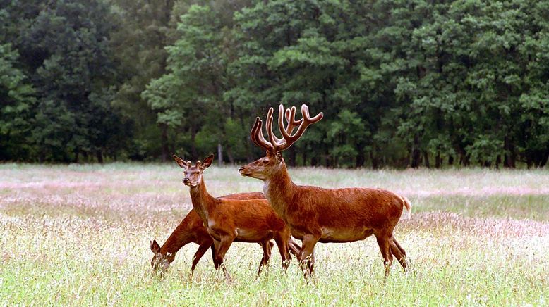 30 Ausflüge in Brandenburgs Tierwelt