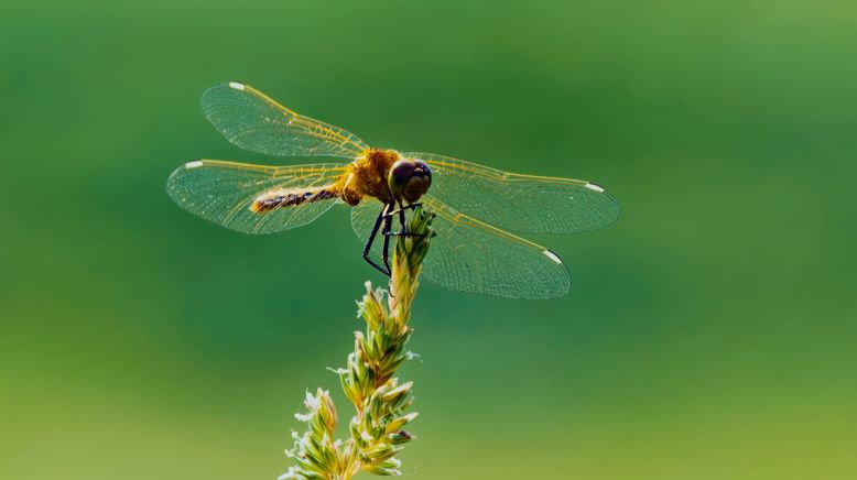 Faszination Fliegen