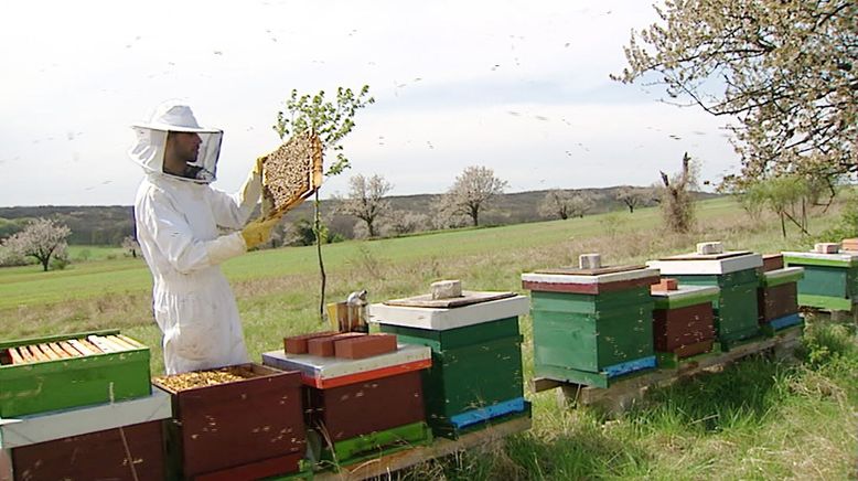 Das süße Gold - Von Bienen und Honig