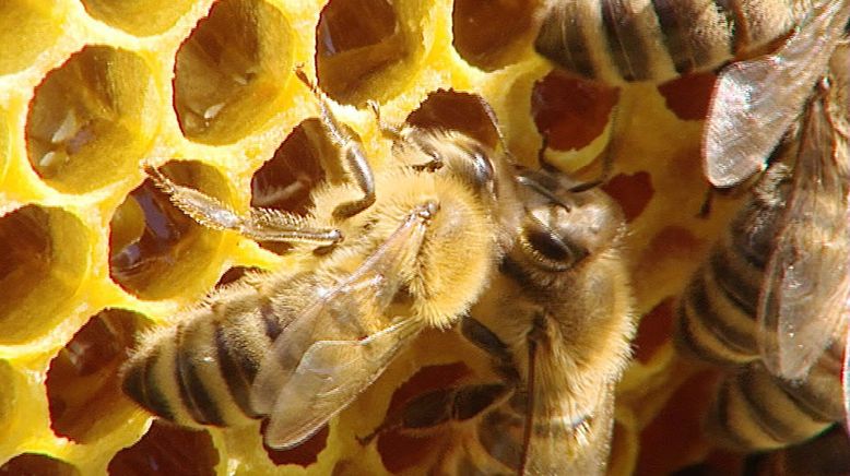 Das süße Gold - Von Bienen und Honig