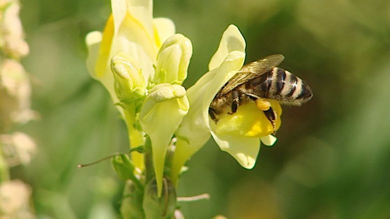 Das süße Gold - Von Bienen und Honig