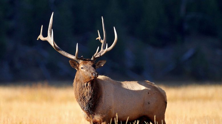 Yellowstone Nationalpark