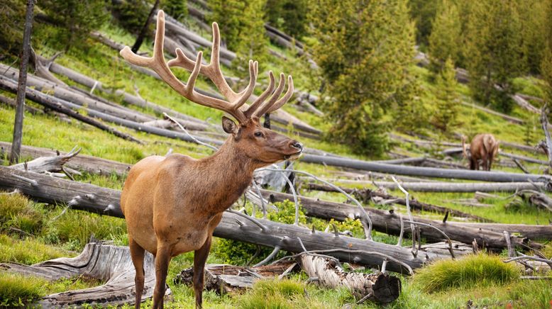 Yellowstone Nationalpark