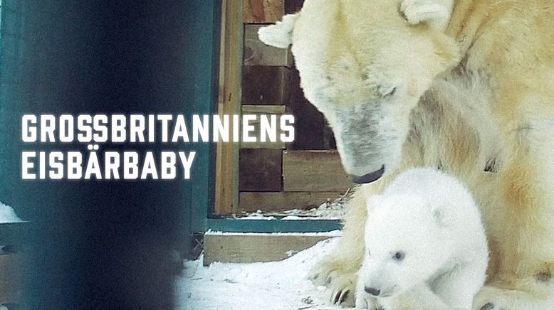 Großbritanniens Eisbärbaby