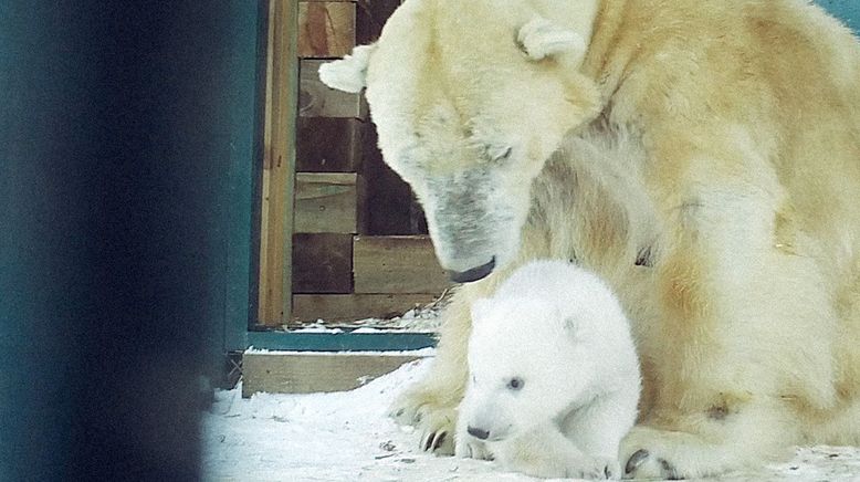 Großbritanniens Eisbärbaby