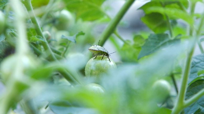 Die Wahrheit über Bio-Gärtnern