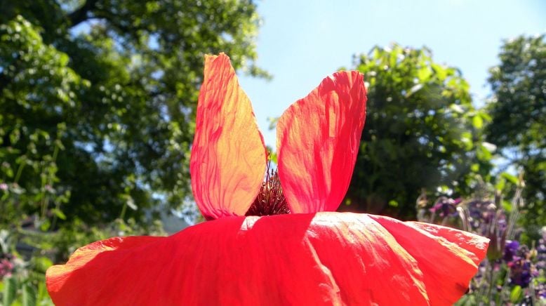 My home is my garden. Steirische Gartenparadiese