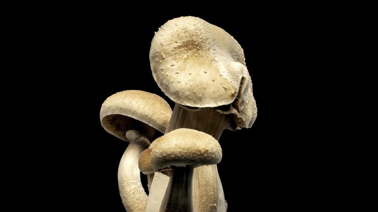 Magic Mushrooms: Zwischen Trip und Therapie