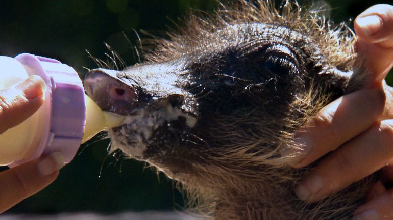 Das Waisenhaus für wilde Tiere