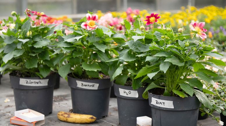 Garten-Hacks mit Hannes Käfer