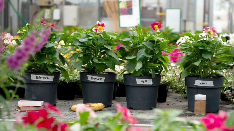 Garten-Hacks mit Hannes Käfer