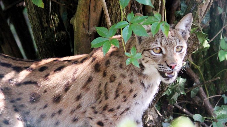 Die Raubkatzen von Herberstein