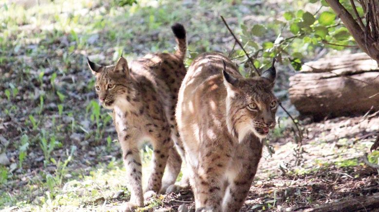 Die Raubkatzen von Herberstein