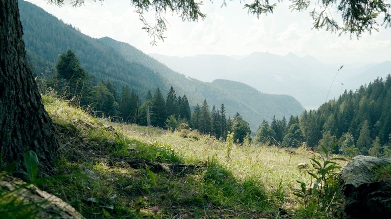 Die schönsten Almen in Oberösterreich